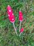 Set of Three Toadstool Stakes