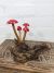 Small Red Mushrooms 19x12 cm