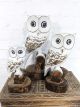 Set Of 3 Owls White On Branch 40