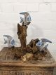 Three Angelfish on Driftwood 30x30 cm