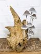White Mushrooms On Driftwood 34 x 24 x 21 cm