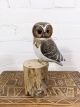 Owl On Log